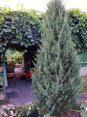 Можжевельник обыкновенный (Juniperus communis)