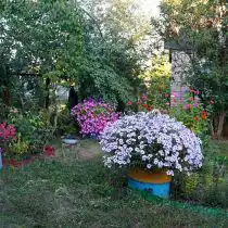 Петунии высажены в бочках, ранее использовавшихся для хранения поливной воды