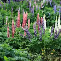 Люпин (Lupinus) улучшает структуру почвы и обогащает её азотом