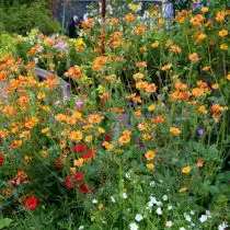 Гравилат (Geum) выручит любой цветник с кислой почвой, расположенный в холодной климатической зон