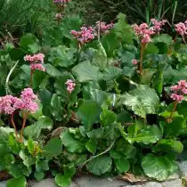 Ранней весной вас порадуют яркие розовые цветы бадана сердцелистного (Bergenia crassifolia)