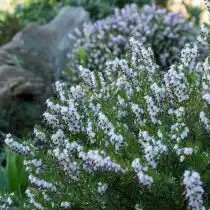 Эрика (Erica) достаточно неприхотлива и не требует особого ухода