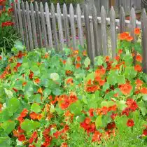 Хорошо растёт на кислом грунте настурция (Tropaeolum)