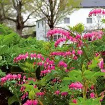 Дицентра (Dicentra) абсолютно нетребовательна к условиям выращивания и будет рада минимальному уходу