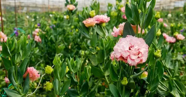 Своевременная пересадка не только даёт простор корням, но и отлично стимулирует рост надземной части.