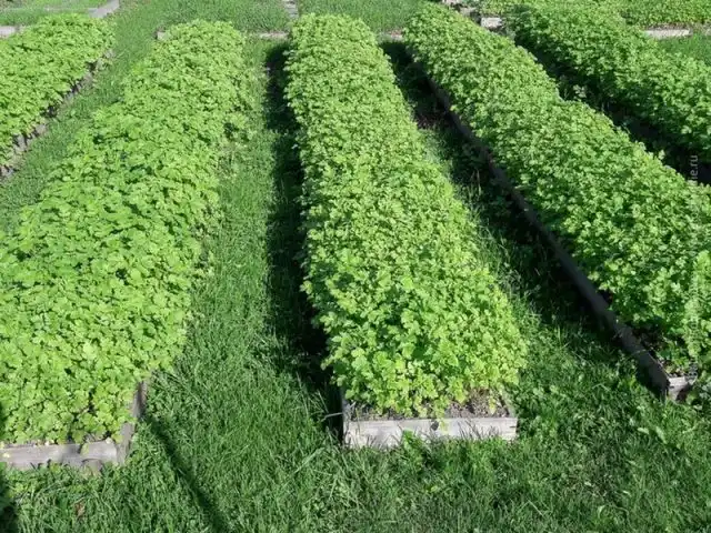 Сидераты в качестве подкормки — это процесс, близкий к природному