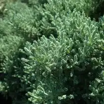 Сантолина розмаринолистная (Santolina rosmarinifolia)