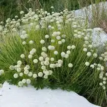 Сантолина перистая (Santolina pinnata)