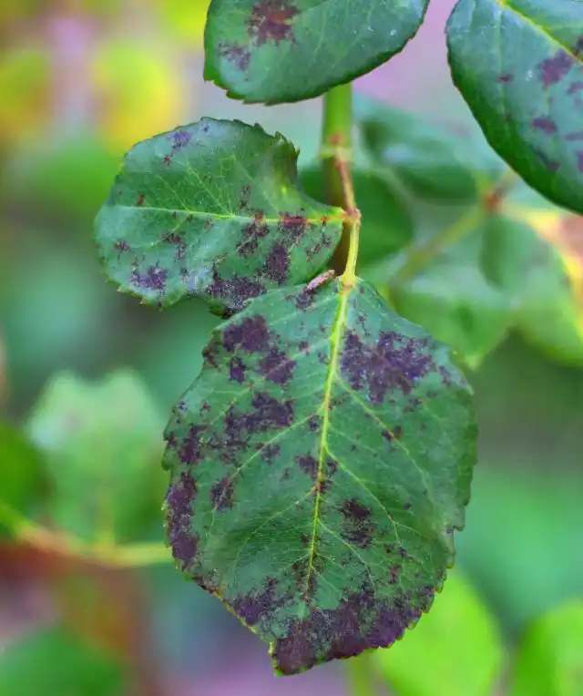 Марсонина, или черная пятнистость