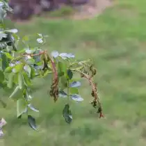 Поражение розы розанным нисходящим пилильщиком