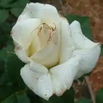 Поражение розы трипсами