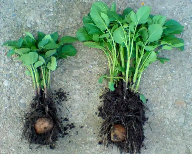 Картофель без микоризы и с ней