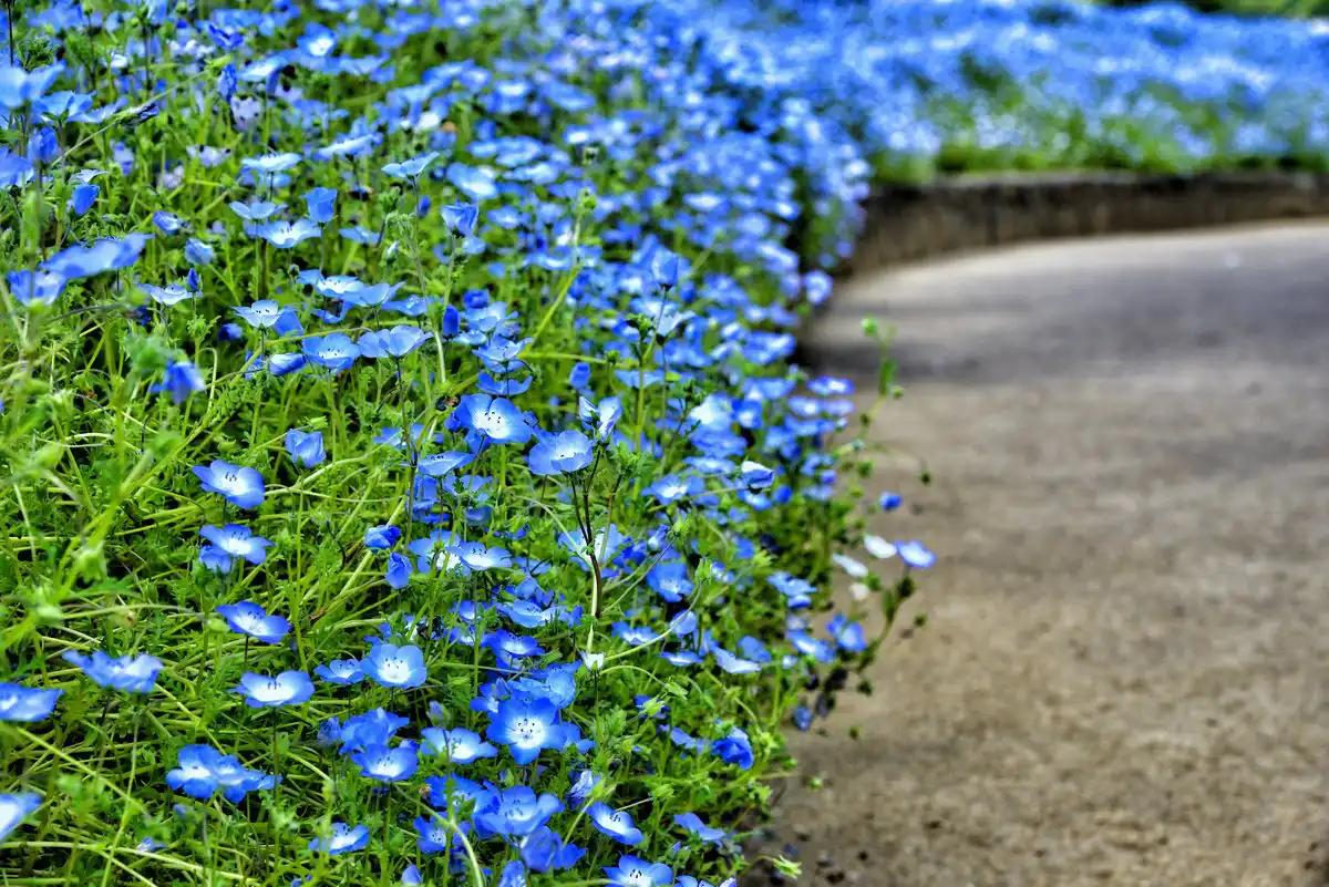Пиретрум девичий (Tanacetum parthenium)