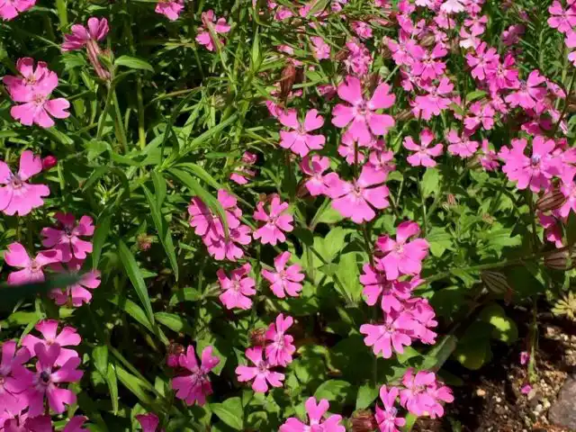 Смолевка повислая (Silene pendula)