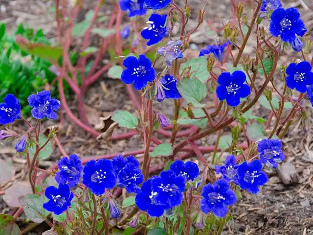 Немофила (Nemophila)