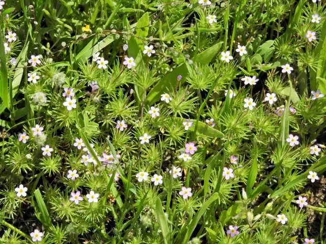 Лептосифон (Leptosiphon)