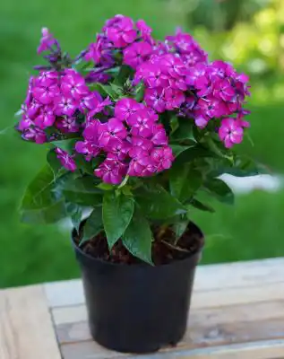 Флокс метельчатый «Бамбини Дизайр»