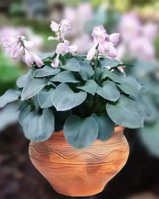 Хоста гибридная «Блу Маус Иэрс»