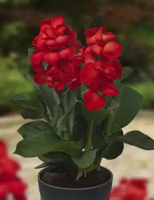 Канна карликовая «Хэппи Кармен»