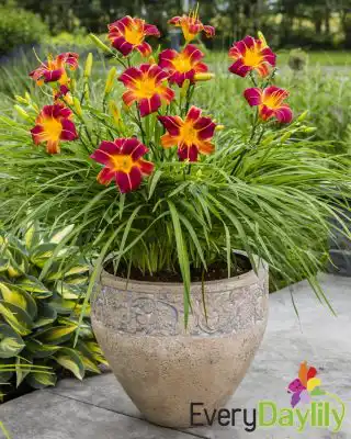 Лилейник гибридный «ЭвериДейлили Ред Рибз»