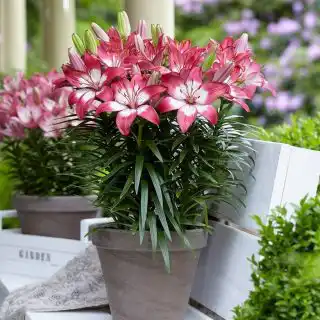 Лилия Азиатская горшечная «Перфект Джой»