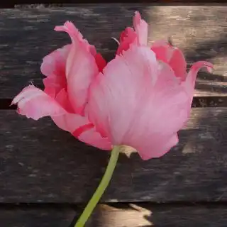 Здоровый тюльпан 'Fantasy'