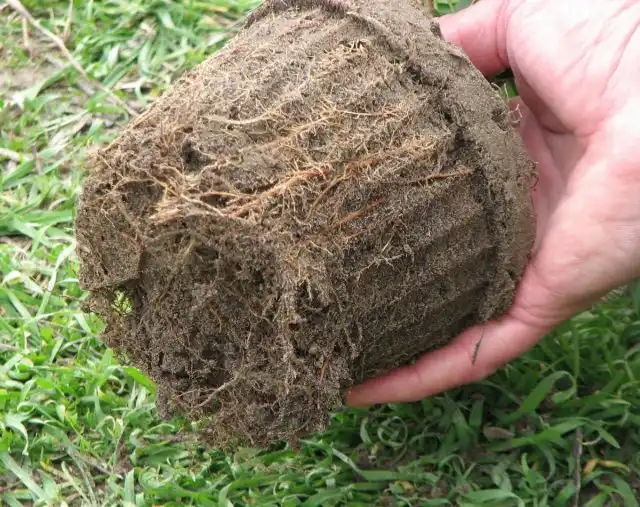 Есть такой термин «самоудушение саженца» — корни, действительно, развиваясь в ограниченном пространстве сами себя и губят