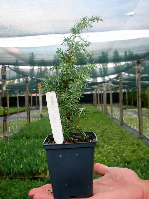 Можжевельник в контейнере «Р9»