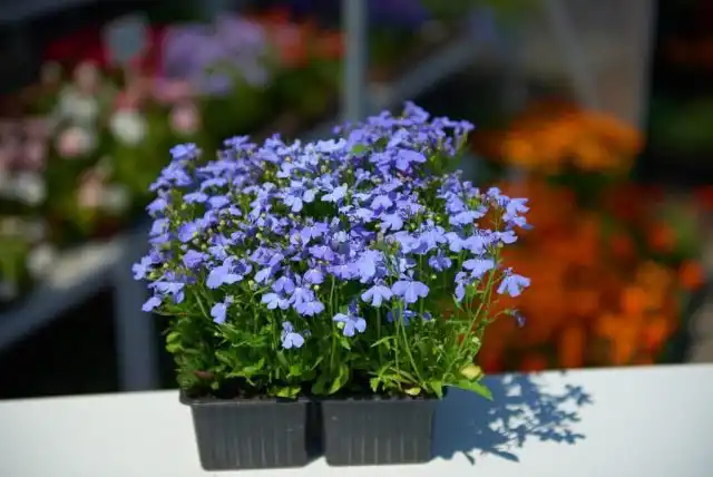 Лобелия в ячейках (кассетах)