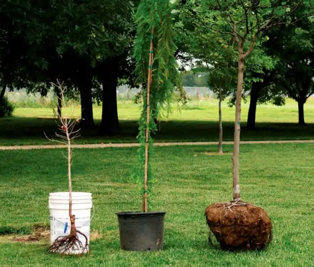 Варианты упаковки корневой системы