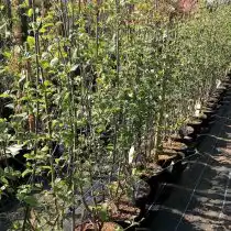 Mst, или MS — «multistem tree» (многоcтвольное дерево)