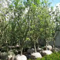 Sol — «solitaire» (солитер)