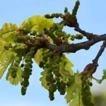 Цветение дуба