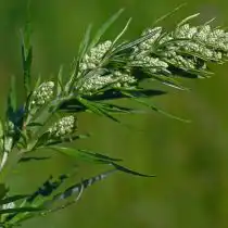 Цветение полыни