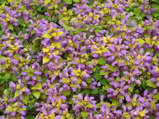 Яснотка пятнистая (Lamium maculatum)