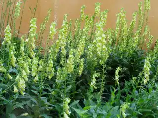 Наперстянка крупноцветковая, или Мертона (Digitalis grandiflora)