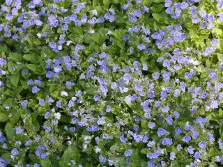 Вероника цветоножковая (Veronica peduncularis)