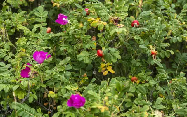 Представители рода шиповник, или роза (Rosa) являются предками культурных сортов роз.