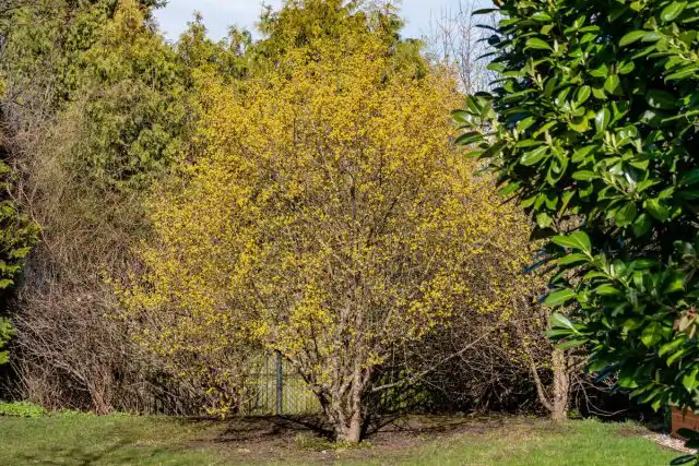 Кизил обыкновенный, или мужской (Cornus mas)