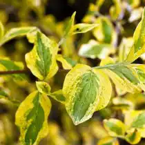 У дёрена 'Aurea Elegantissima' окаймление и разводы на листьях жёлтого цвета