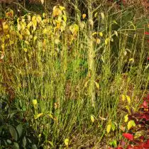 Одна из особенностей дёрена отпрыскового 'Flaviramea' — молодые побеги ярко-жёлтого, фактически лимонного цвета