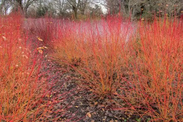 Побеги дёрена кроваво-красного 'Midwinter fire' меняют цвет от жёлтого внизу до ярко-красного на кончиках