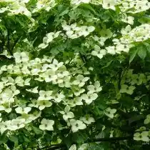 Роскошно цветущий дёрен коуза (Сornus kousa)