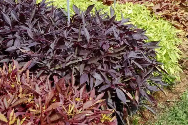 Батат, серия «Иллюзия»