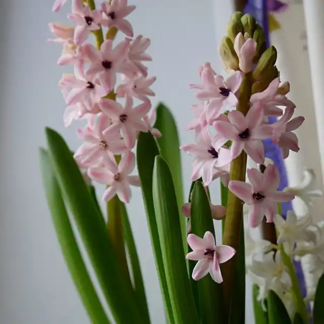 Гиацинт «Анна Лиза» (Hyacinthus 'Anna Liza')