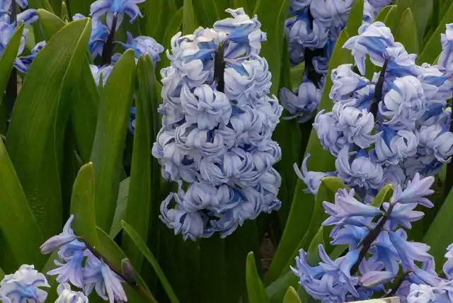Гиацинт «Генерал колер» (Hyacinthus 'General Kohler')