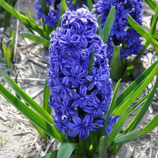 Гиацинт «Кристал Пэлас» (Hyacinthus 'Crystal Palace')
