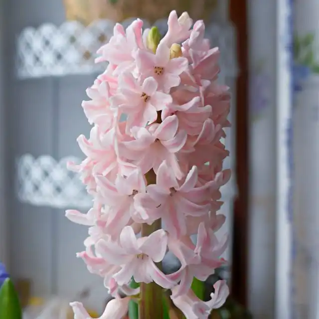 Гиацинт «Бестселлер» (Hyacinthus 'Bestseller')