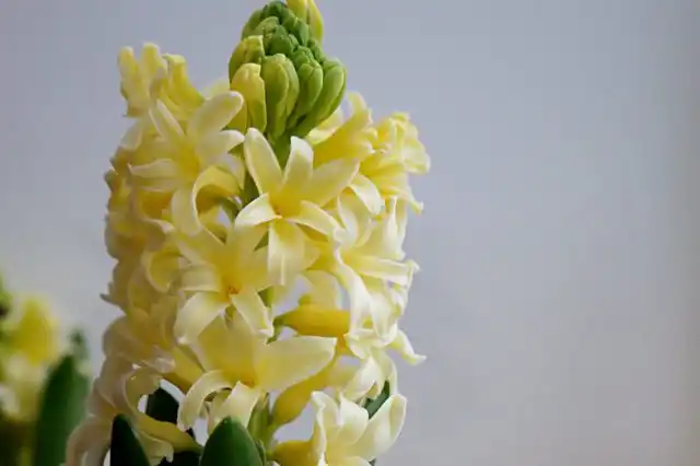 Гиацинт «Йеллоустоун» (Hyacinthus 'Yellowstone')