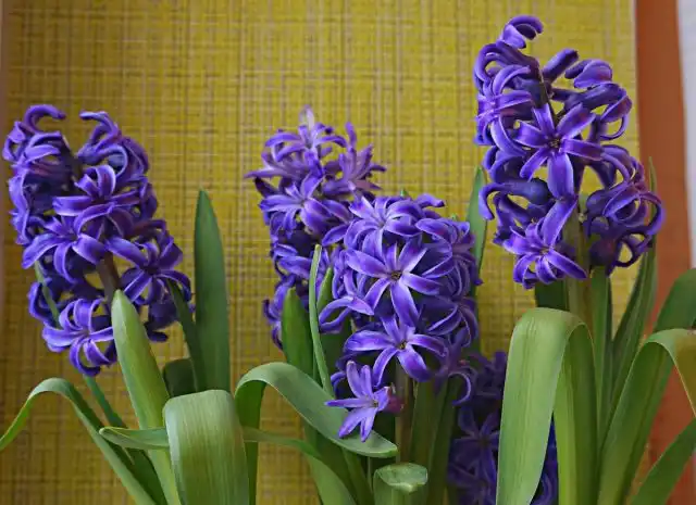 Гиацинт «Рембранд» (Hyacinthus 'Rembrandt')